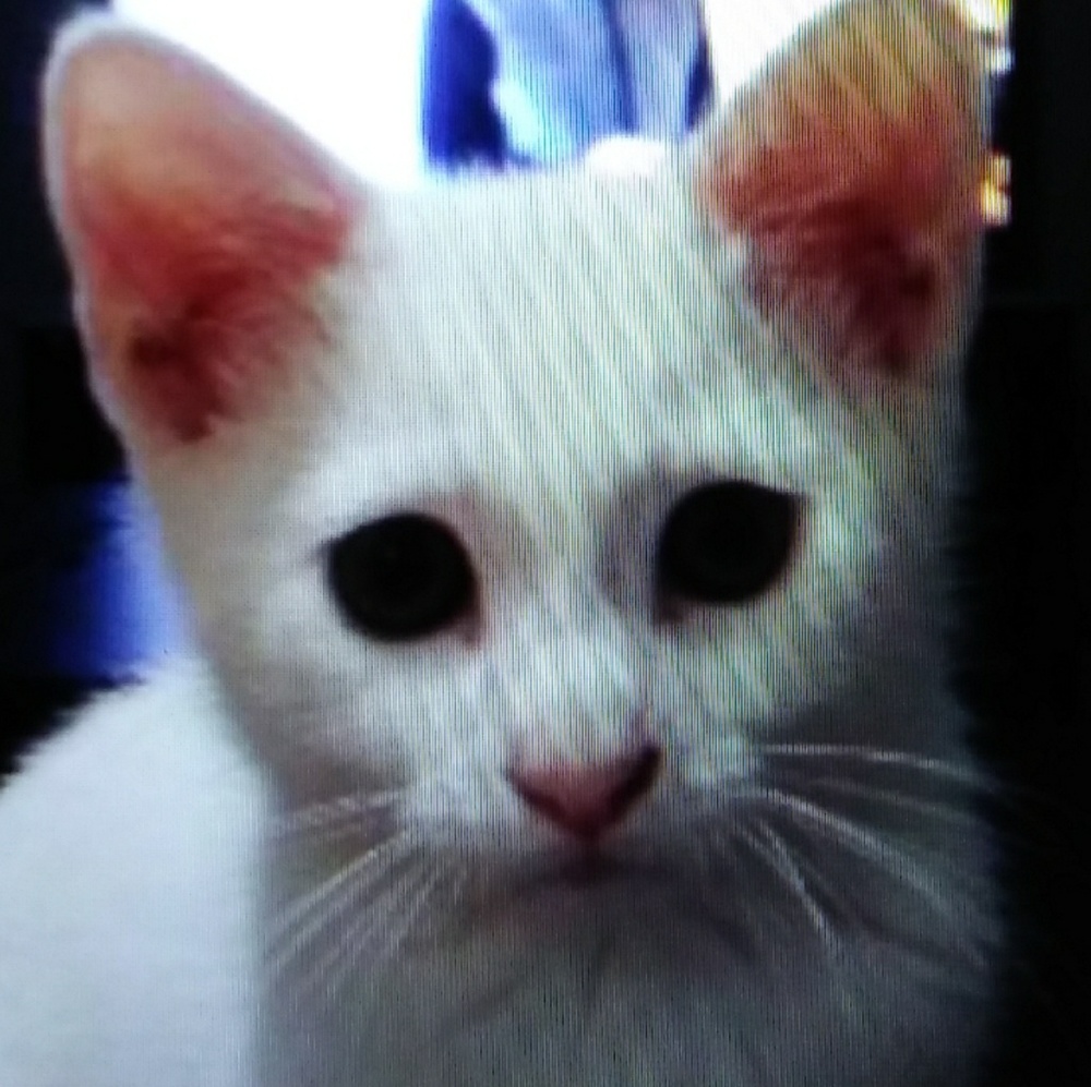 Meet your Posher, Mei